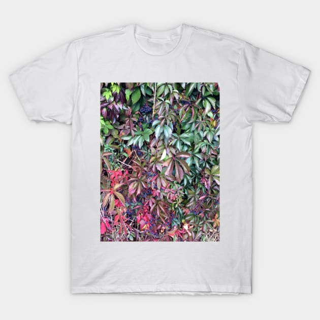 Virginia Creeper T-Shirt by Ecotone